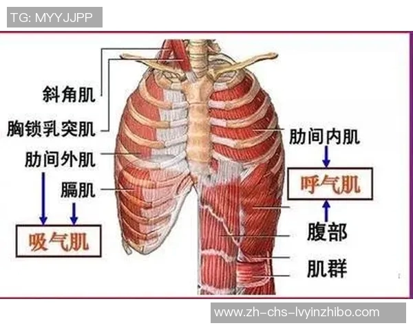 足球肌肉训练的科学与技巧提升运动表现的关键要素解析
